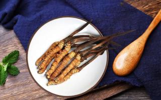 冬蟲夏草有何藥用價值，蟲草有啥子作用