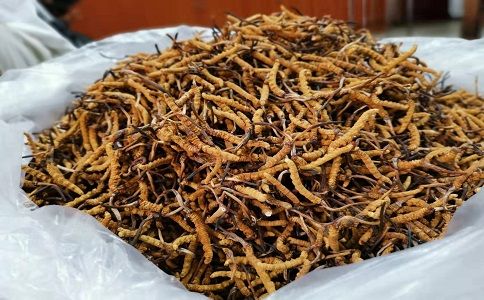 如何判斷一個(gè)冬蟲(chóng)夏草是不是真正西藏那曲的呢