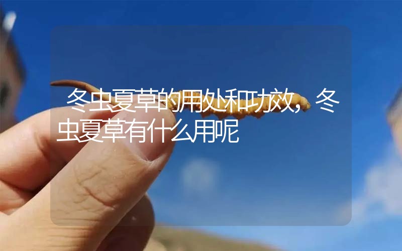 冬蟲夏草的用處和用法，冬蟲夏草有什么用呢