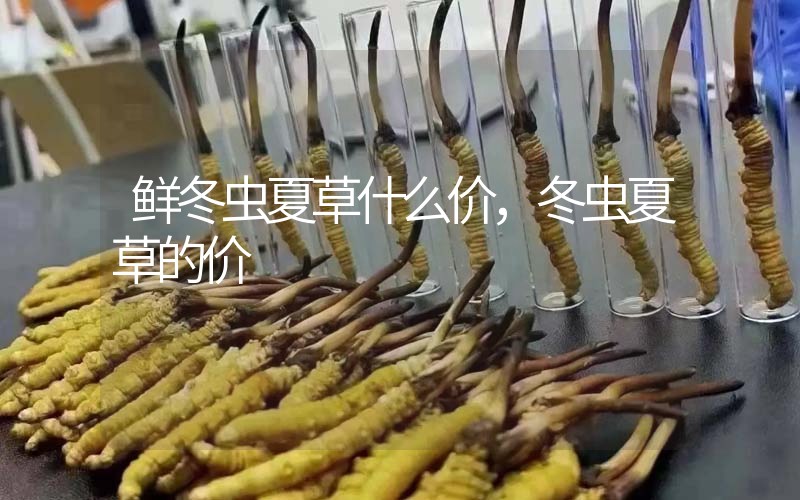 鮮冬蟲夏草什么價，冬蟲夏草的價格