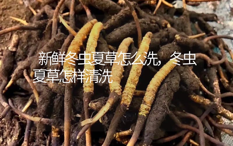 新鮮冬蟲(chóng)夏草怎么洗，冬蟲(chóng)夏草怎樣清洗