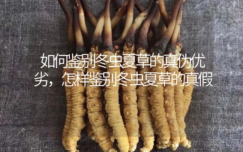 如何鑒別冬蟲夏草的真偽優劣，怎樣鑒別冬蟲夏草的真假