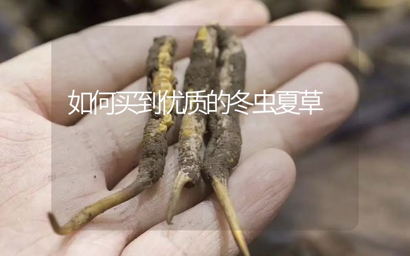 如何買到優質的冬蟲夏草,那曲蟲草如何分辨