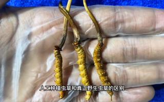一招教你辨別人工種植蟲草和真正野生蟲草的區別