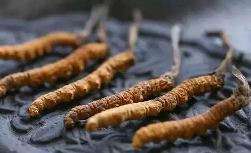 頭期冬蟲夏草、中期蟲草和末期蟲草，應該如何選擇？