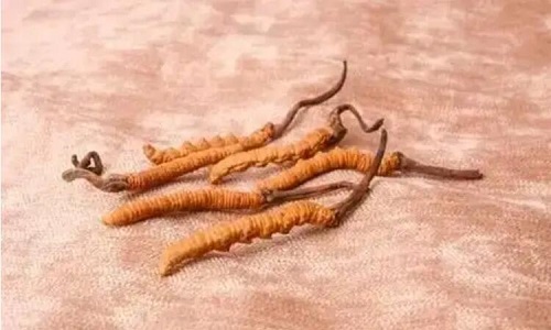 哪個產地的冬蟲夏草營養價值高,哪里的蟲草更好？