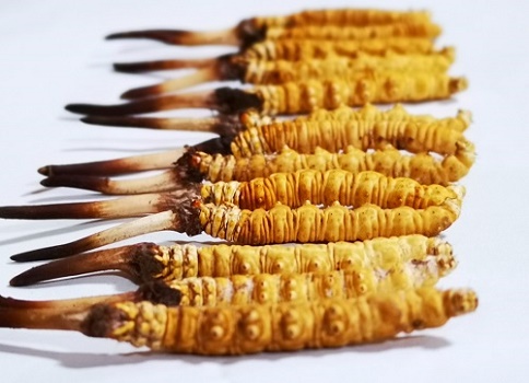 野生的冬蟲夏草在吃法上應該注意什么問題