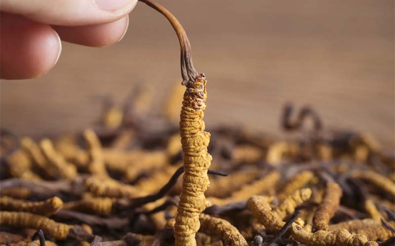 那曲比如縣八項(xiàng)工作舉措帶動(dòng)蟲草采集管理服務(wù)提檔升級