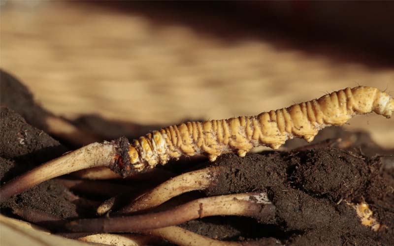 什么是人工冬蟲夏草？人工蟲草和野生蟲草的區別，如何分辨？