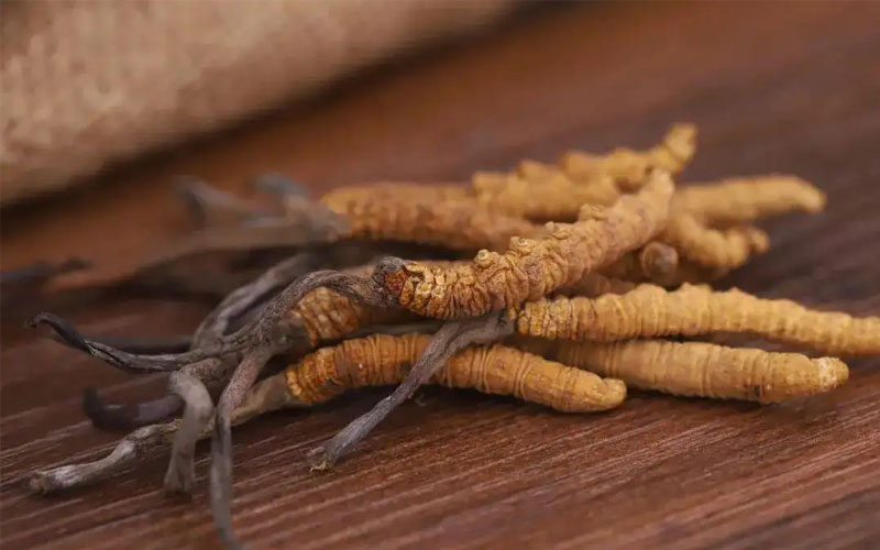 冬蟲(chóng)夏草怎樣吃效果好？冬蟲(chóng)夏草的食用方法！