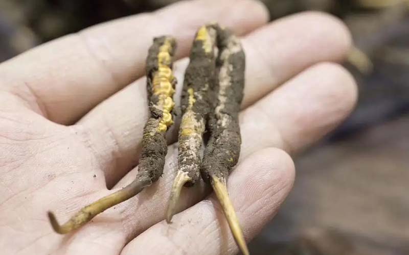 冬蟲夏草一斤多少錢?(2022蟲草價格表)