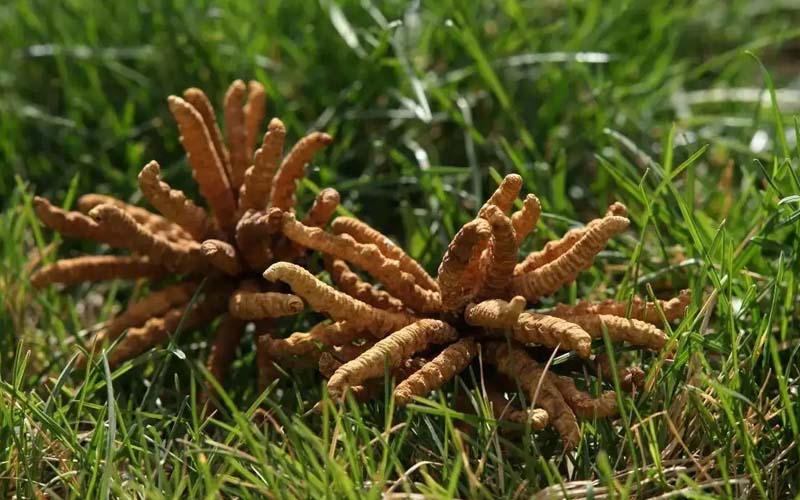 冬蟲夏草產地簡介?