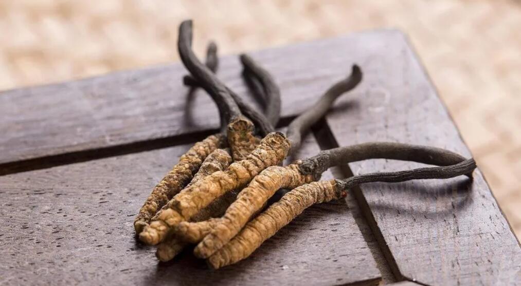 青海冬蟲夏草批發價格