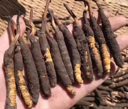 <a href=http://www.1178734b.cn/xinxian/ target=_blank class=infotextkey>新<a href=http://www.1178734b.cn/xinxian/ target=_blank class=infotextkey>鮮冬蟲夏草</a></a>