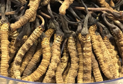 吃冬蟲(chóng)夏草會(huì)出現(xiàn)過(guò)敏情況嗎？冬蟲(chóng)夏草適合什么人吃？