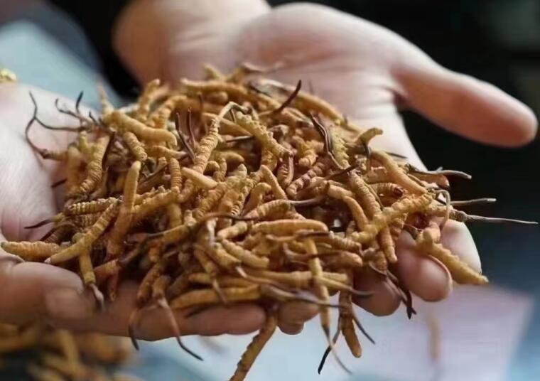 冬蟲夏草成分有哪些?新鮮冬蟲夏草哪里好？