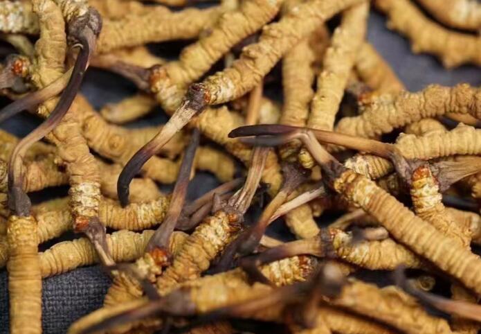 <a href=http://www.1178734b.cn/ target=_blank class=infotextkey>冬蟲夏草</a>