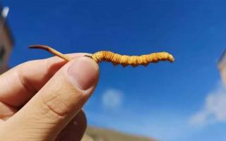 冬蟲夏草的主要產(chǎn)地是哪里？