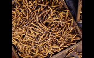 西藏那曲冬蟲夏草有哪些優勢？