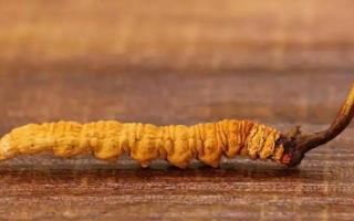 野生冬蟲(chóng)夏草？一只大概多少錢(qián)？