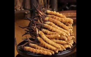 了解冬蟲夏草的種植、收割和制作過程