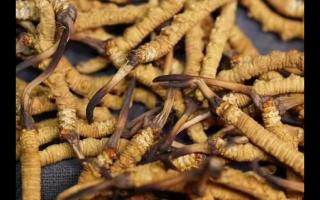 全網(wǎng)較全的冬蟲夏草常識：起源、分類、特點……