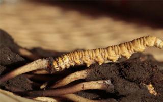 冬蟲夏草知識普及，讓您買到優質的蟲草