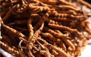 挑選冬蟲夏草應該注意哪些誤區？