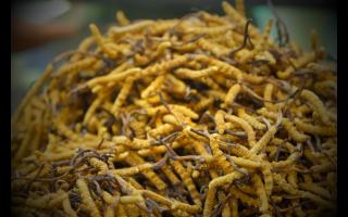 自己吃的冬蟲夏草應(yīng)該如何選購？