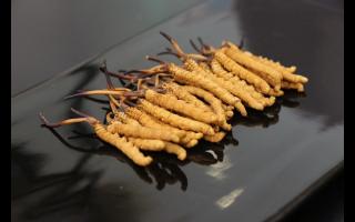 青海冬蟲夏草純粉片和冬蟲夏草粉有何不同？