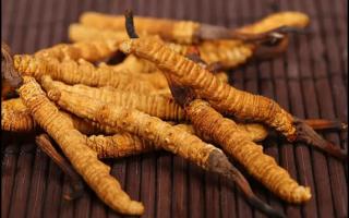 冬蟲夏草是植物還是動(dòng)物？為何價(jià)比黃金！