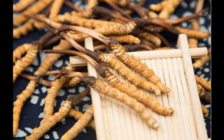 通過價格來判斷冬蟲夏草的真偽可行嗎？