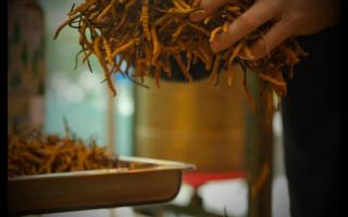 冬蟲(chóng)夏草的形成過(guò)程，大自然太神奇了！