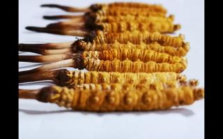 冬蟲夏草為何會分級？有何區別？