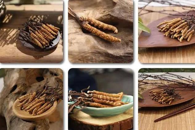 冬蟲夏草和白蟲草有什么區別？