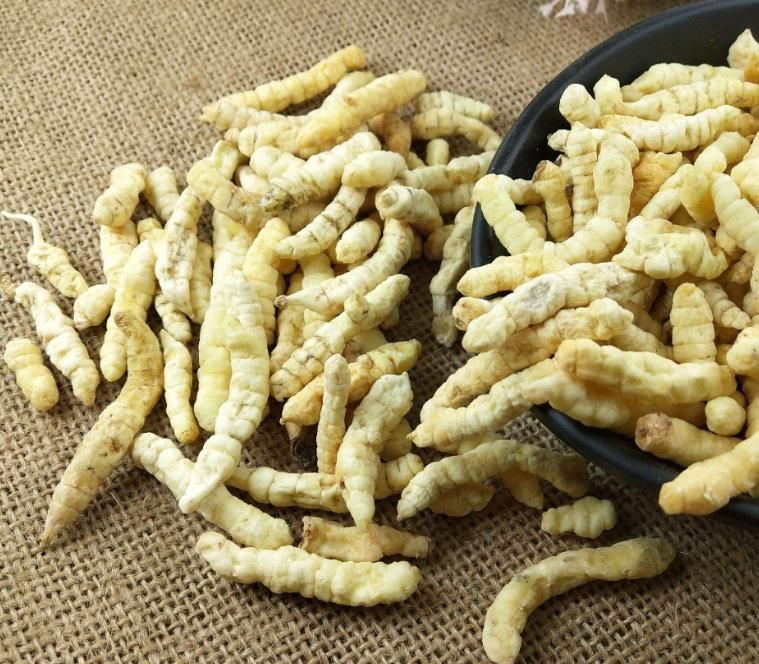 冬蟲夏草和白蟲草有什么區別？