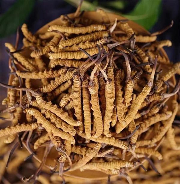 冬蟲夏草和西瓜子可以一起食用。冬蟲夏草被認為具有滋陰補腎、益氣養血的作用,而西瓜子富含蛋白質、脂肪、維生素B、鎂等營養物質,有助于促進消化、補充能量等。