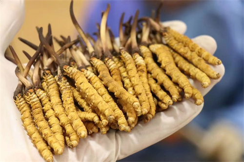 特級(jí)冬蟲(chóng)夏草好在哪？特級(jí)冬蟲(chóng)夏草的4個(gè)有點(diǎn)