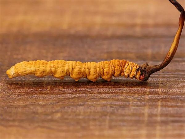 冬蟲夏草草頭越長品質越好嗎？草頭越長冬蟲夏草品質越好