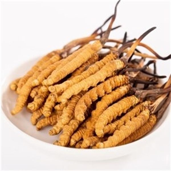 冬蟲(chóng)夏草能和西洋參一起吃嗎？