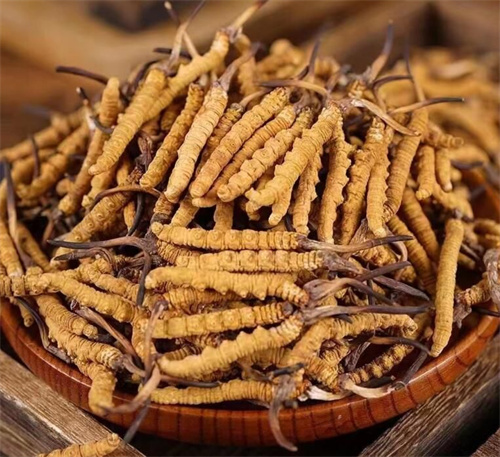 冬蟲夏草營養價值 冬蟲夏草包含的5種的營養成分