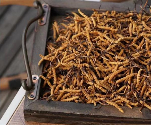 冬蟲夏草的營養價值 冬蟲夏草的主要營養價值