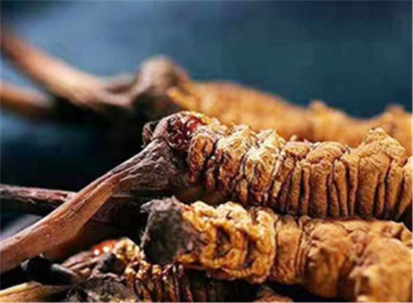 冬蟲夏草包含哪些營養成分？冬蟲夏草的營養價值詳解