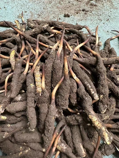 手術后能否食用冬蟲夏草？專家解答與術后康復建議