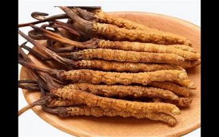 冬蟲夏草和蛹蟲草有哪些地方不一樣？冬蟲夏草和蛹蟲草6個方面的區別