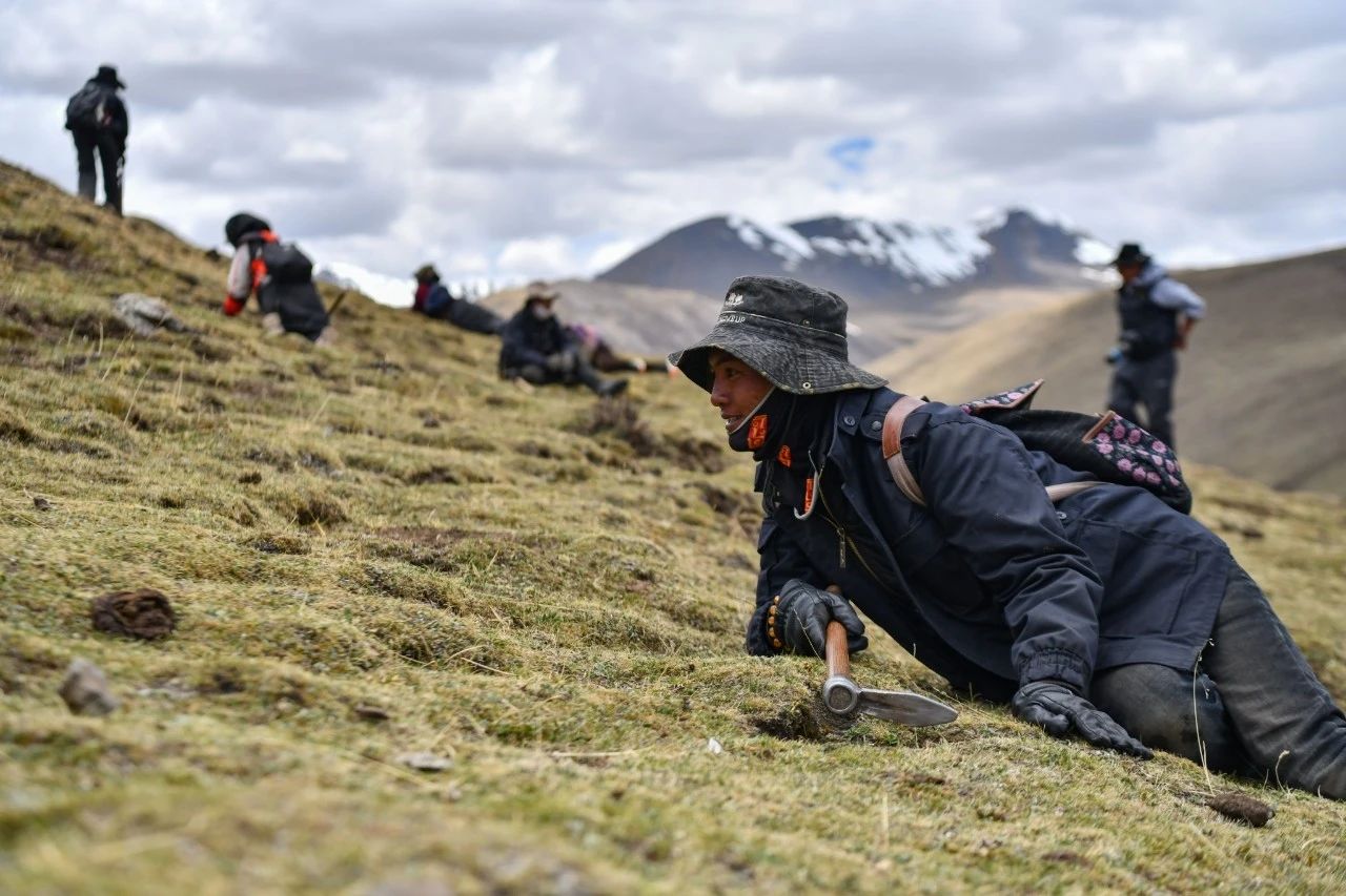2.99萬公斤！那曲市冬蟲夏草產量創新高