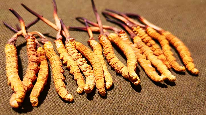 西藏自治區(qū)林業(yè)和草原局關(guān)于委托實(shí)施 出售國家二級(jí)保護(hù)野生植物冬蟲夏草 審批事項(xiàng)的通告