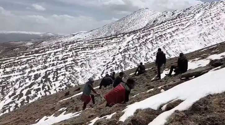 冬蟲夏草：青藏高原的生命奇跡與現代健康探索