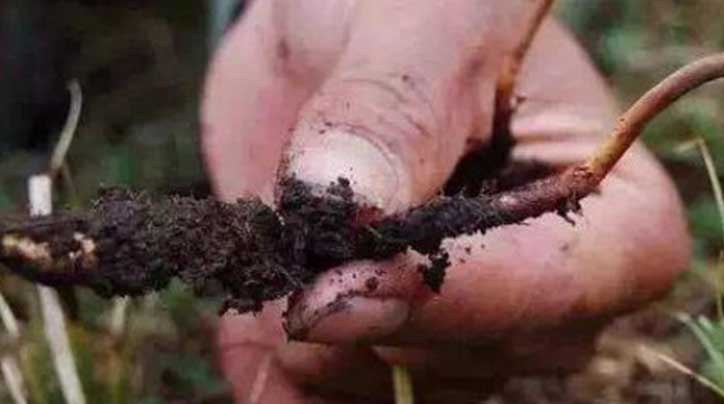 科學與傳奇：西藏那曲野生冬蟲夏草的現代研究