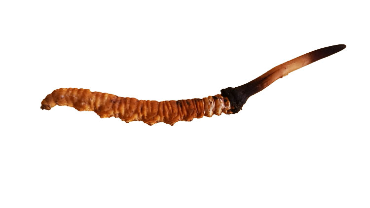 怎么區別那曲野生蟲草和人工蟲草